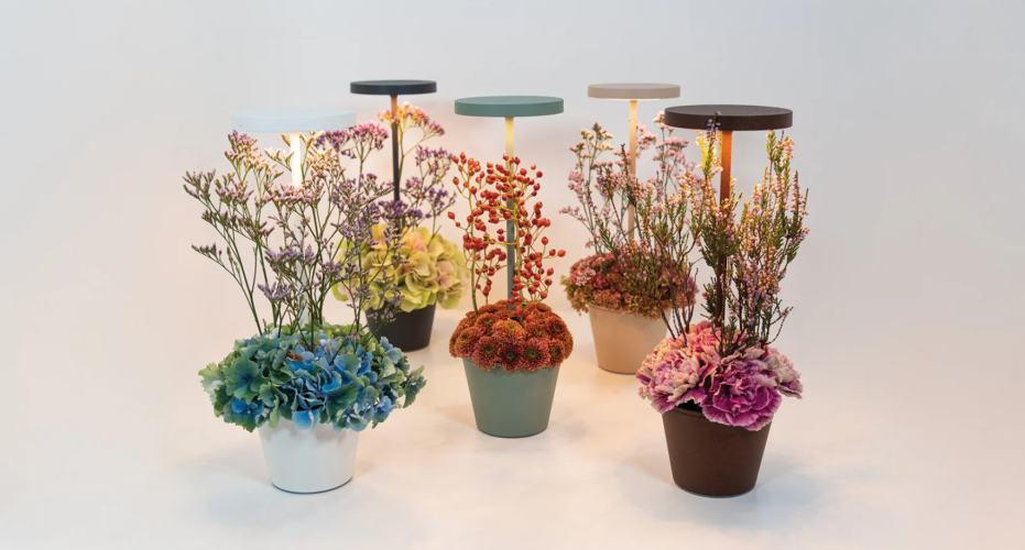 Zafferano Poldina Reverso